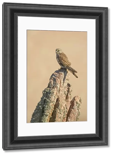 Young female common kestrel perched on rock