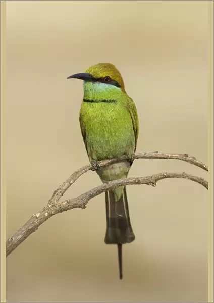 Green bee-eater (Merops orientalis) on branch
