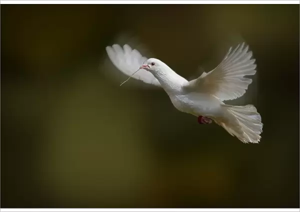 Dove. Kristian Bell Photography, 156593854