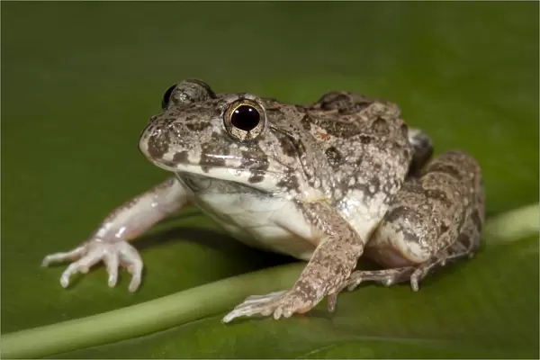 Cricket Frog (Fejervarya limnocharis)