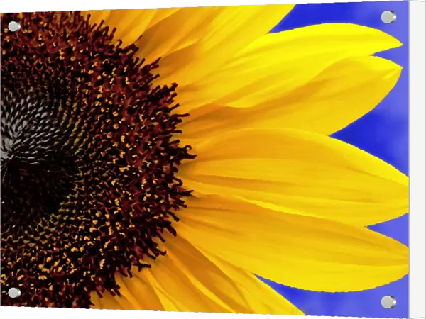 Bold Sunflower (Helianthus annuus)