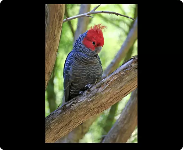 Gang-gang cockatoo