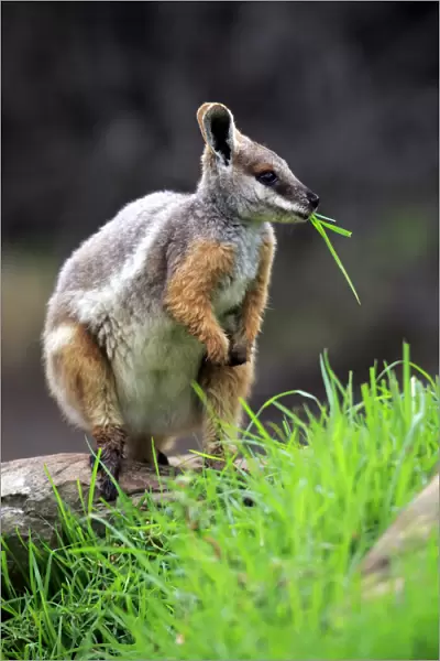Yellow-footed Rock Wallaby, (Petrogale xanthopus)