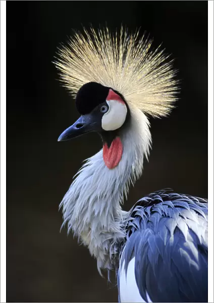 Crowned Crane, (Balearica regulorum)