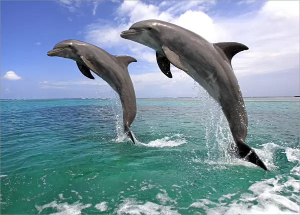 Delfin (Grosser Tuemmler)