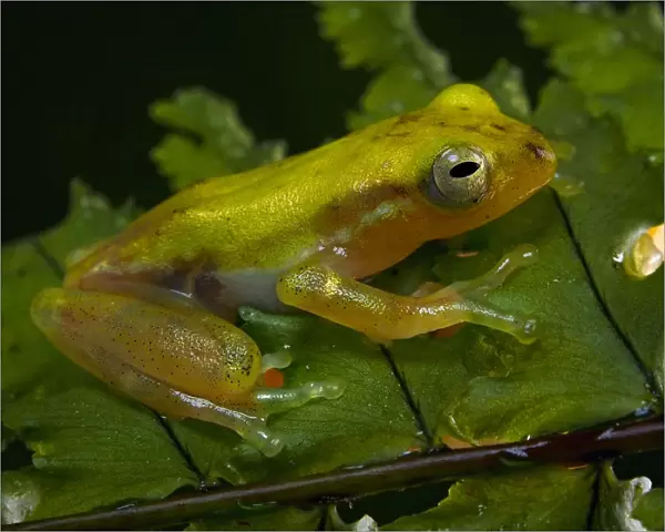 Champagne tree frog perched on the a Diplazium leaves