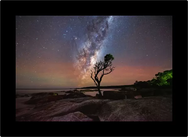 Lone tree under the Milky Way with red airglow
