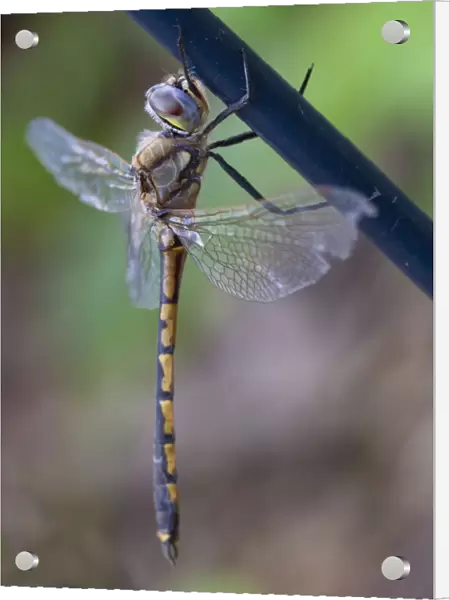 Close up of a Dragonfly hanging from a fence