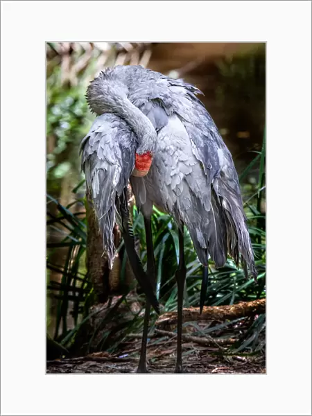 Australias crane: the Brolga