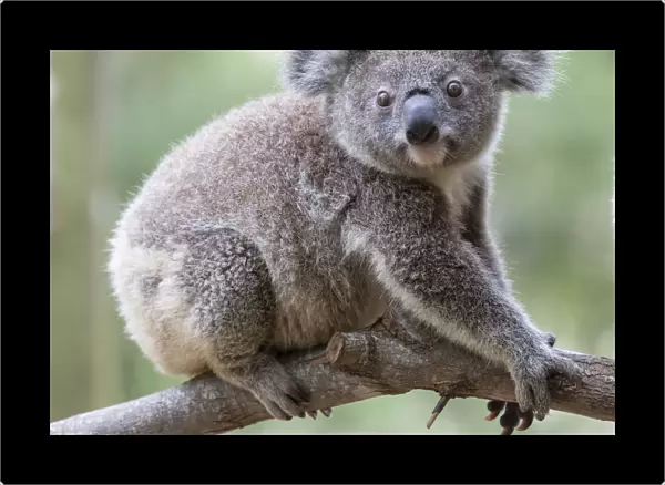 Koala on a tree branch