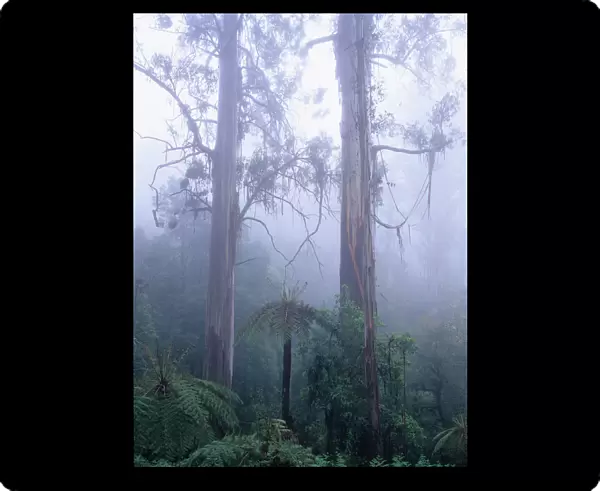 Australia, Victoria, swamp gum trees and tree ferns in mist