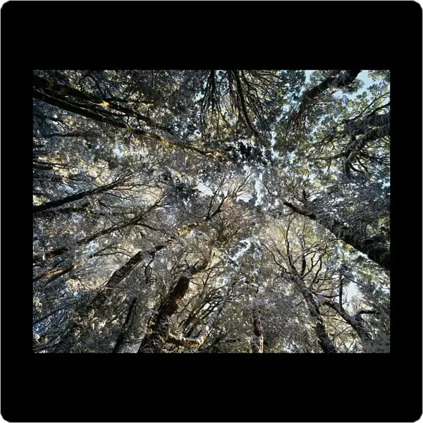 Myrtle-beech trees (Nothofagus cunninghamii), low angle view