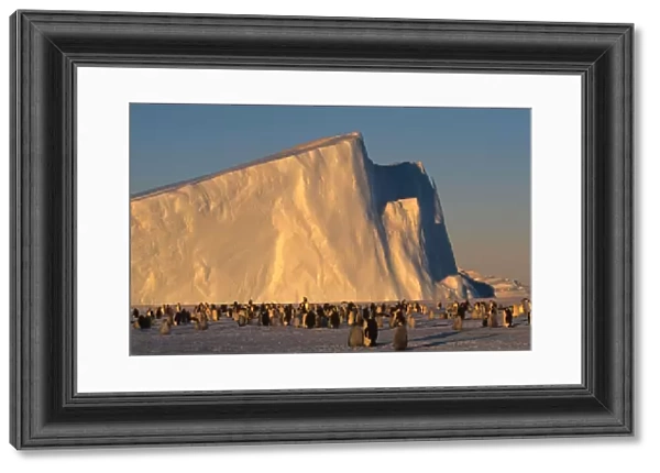 Emperor Penguins (Aptenodytes forsteri) near iceberg