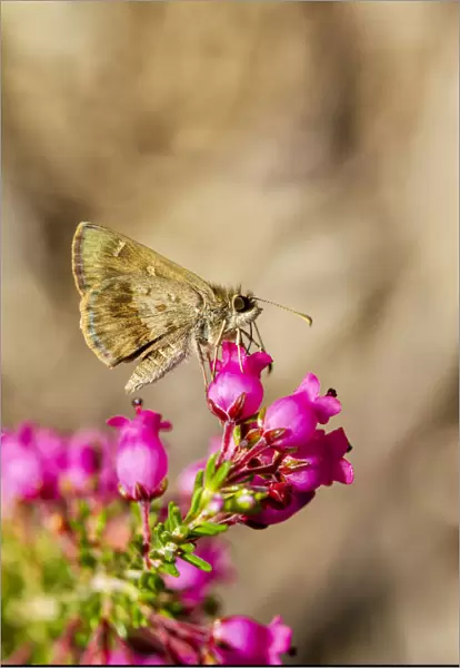 Little Darter Butterfly on a heather flower