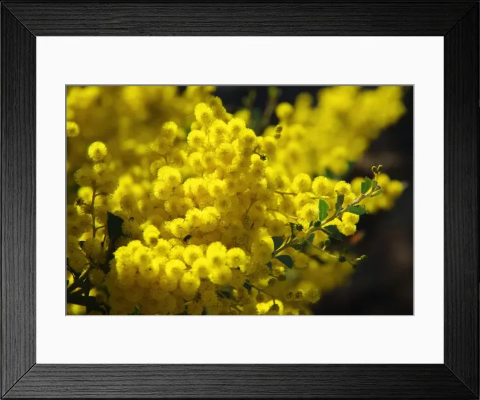 Framed Print : Golden Wattle Tree in Bloom Print Framed Print : Golden Wattle Tree in Bloom Print