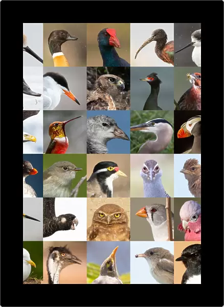 36 Birds. Mixture of Australian and American birds