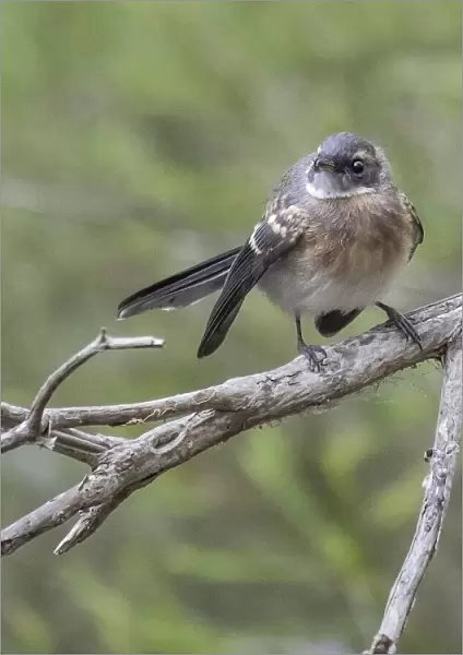 Gray Fantail, Victoria, Australia