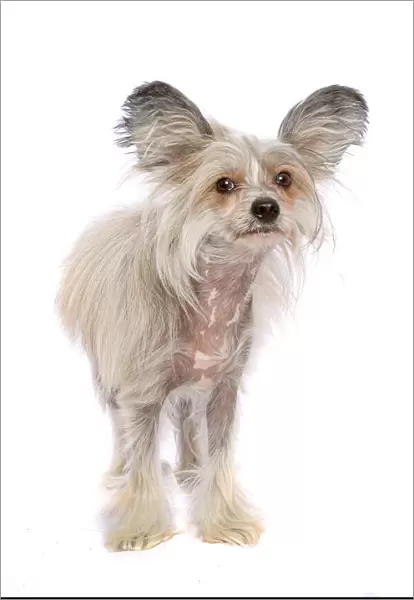 Sable and White Chinese Crested Dog looking at the camera on a white backdrop