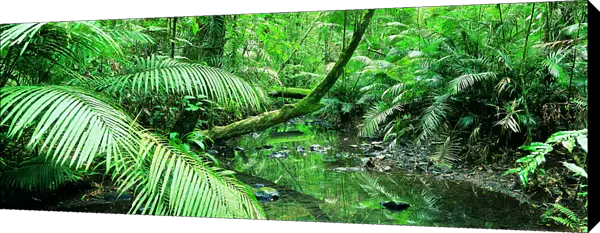 Creek Flowing Through a Palm Grove, Tropical Rainforest, Queensland, Australia