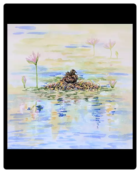 Australasian Grebe Water Bird Nesting in Lily Pond Watercolor Painting