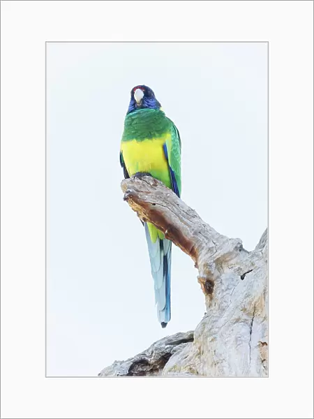 Australian Ringneck Parrot - Western Australia