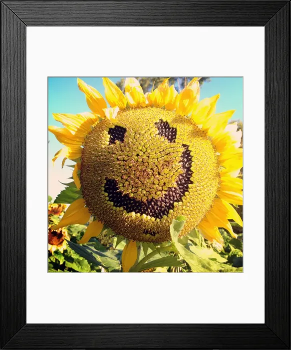 Framed Print : Australian Happy Face Sunflower Print Framed Print : Australian Happy Face Sunflower Print