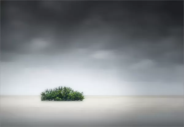 Lone mangrove