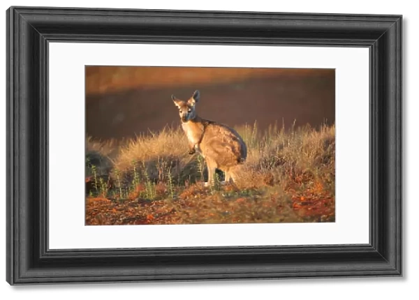 Kangaroo in the wild. Australia