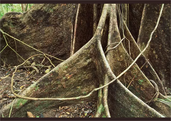 Roots of Rainforest Giant Tree, Daintree National Park, Queensland, Australia