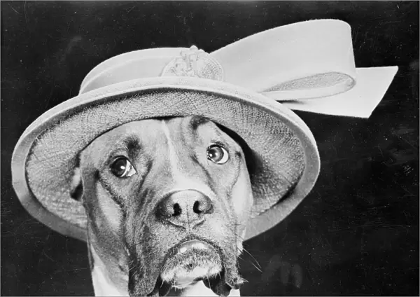 Doggy Hat. September 1950: A mournful looking boxer dog called Jefferson