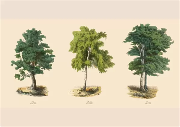 Ornamental Trees in the Forest, Victorian Botanical Illustration