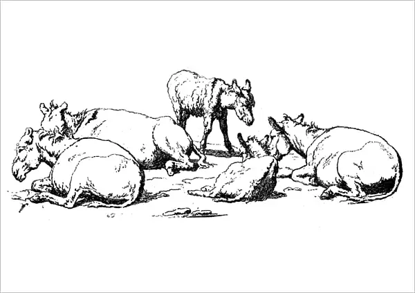 Antique illustration of group of foals and donkeys