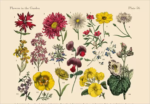 Exotic Flowers of the Garden, Victorian Botanical Illustration