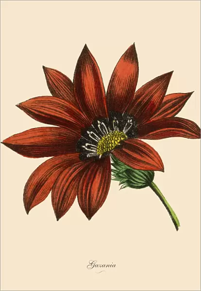Gazania Plants, Victorian Botanical Illustration