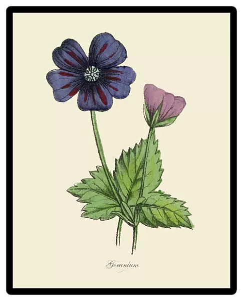 Geranium Plants, Victorian Botanical Illustration