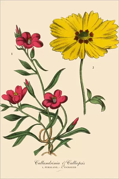 Purslane and Tickseed Plants, Victorian Botanical Illustration