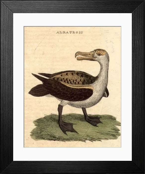 Framed Print : Large-winged Sea Bird Print