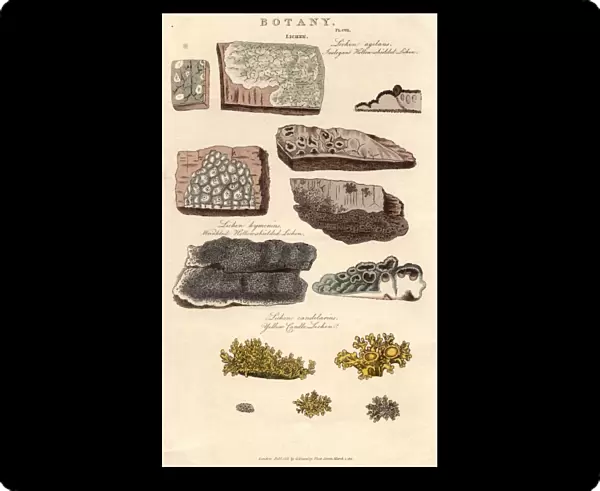 Lichens. 1st March 1812: Various species of lichen