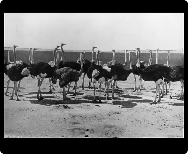 Ostriches. circa 1910: A group of adult ostriches. (Photo by Hulton Archive / Getty Images)