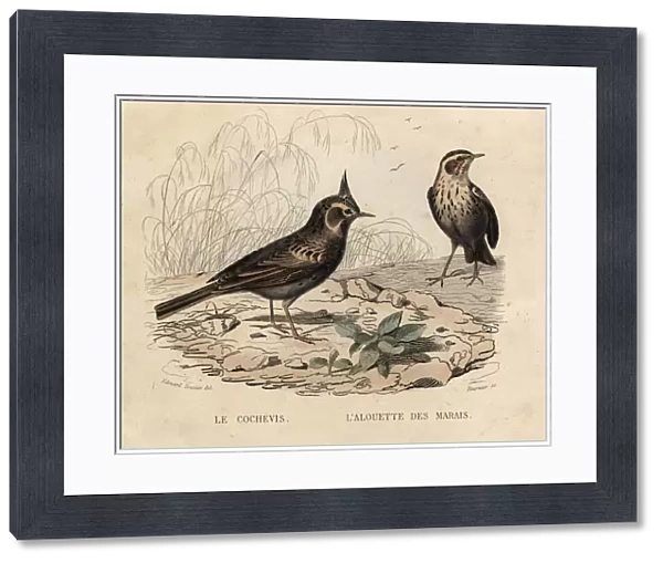 Larks. circa 1850: A pair of larks, a type of song bird, Le Cochevis