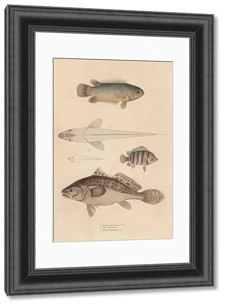 Fish. Various fish, including anabas spinosus, coius binotatus
