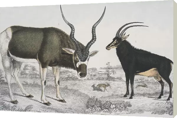 Antelopes Abroad