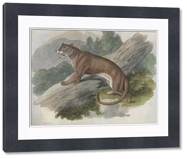 Cougar. A cougar or puma of the Americas, circa 1850