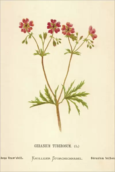 Geranium Tuberosum
