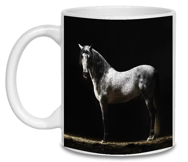 Portrait of standing grey horse