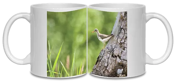 Spotted sandpiper on a tree trunk