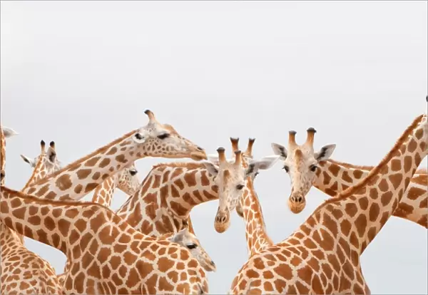 Herd of giraffe
