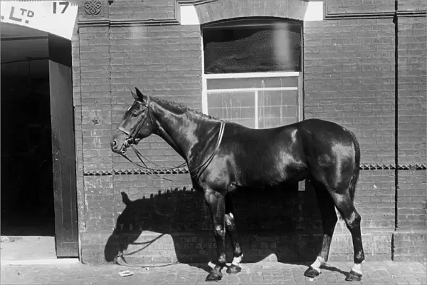 Racehorse Dunmore, winner of races at Ranelagh, Richmond and Olympia