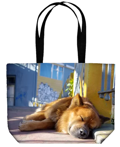 Street dog sleeping in ValparaAiso, Chile
