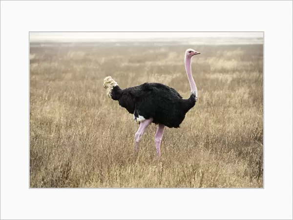 Male Common Ostrich (Struthio camelus) in breeding plumage, Ngorongoro Crater